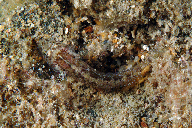 Piccolo ghiozzo da identificare (Zebrus zebrus o Millerigobius macrocephalus)